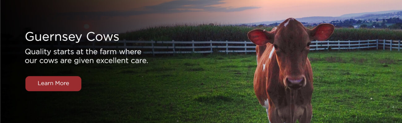 Yoders_Slider_Guernsey_Cows