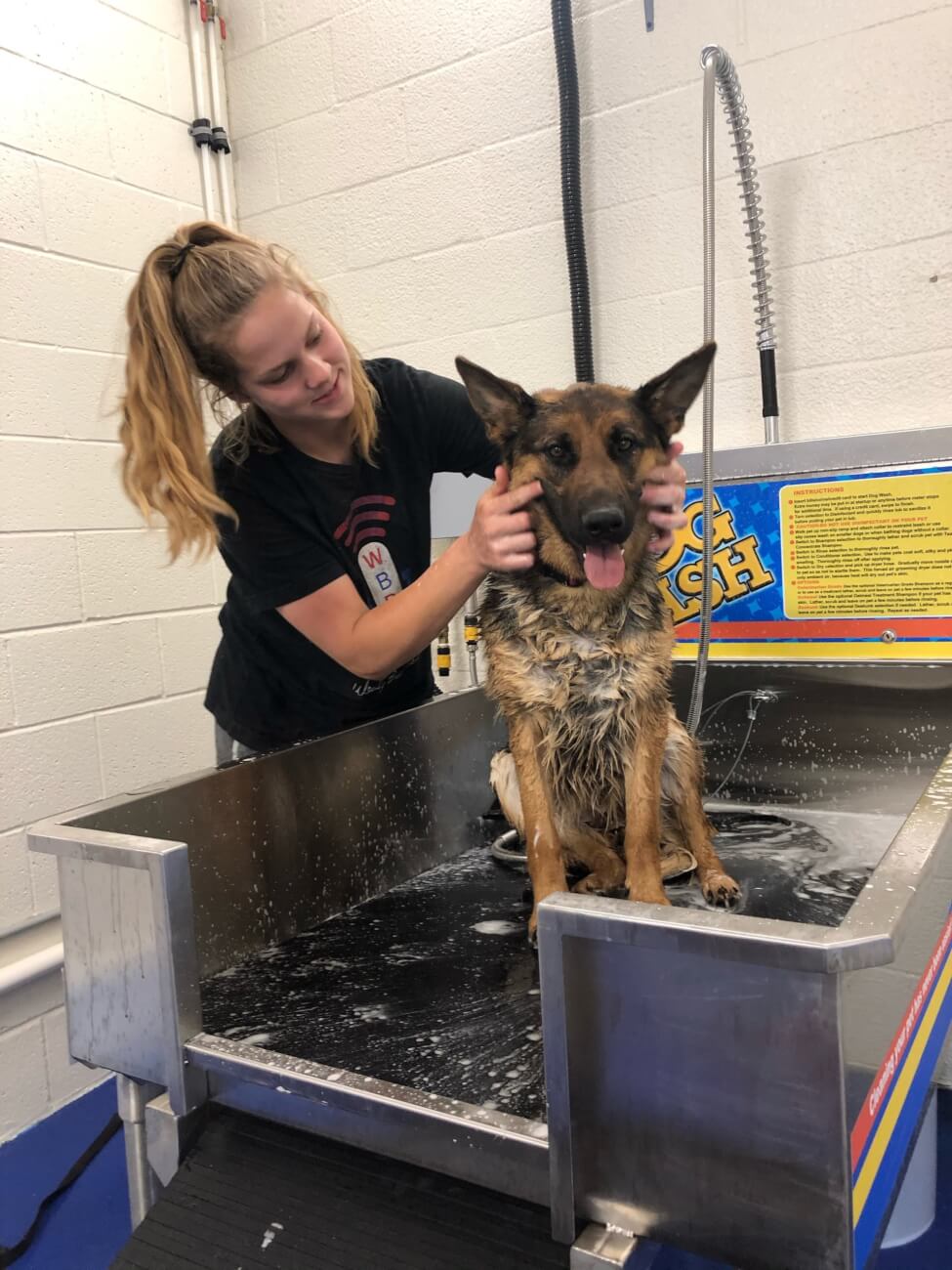 washing dog