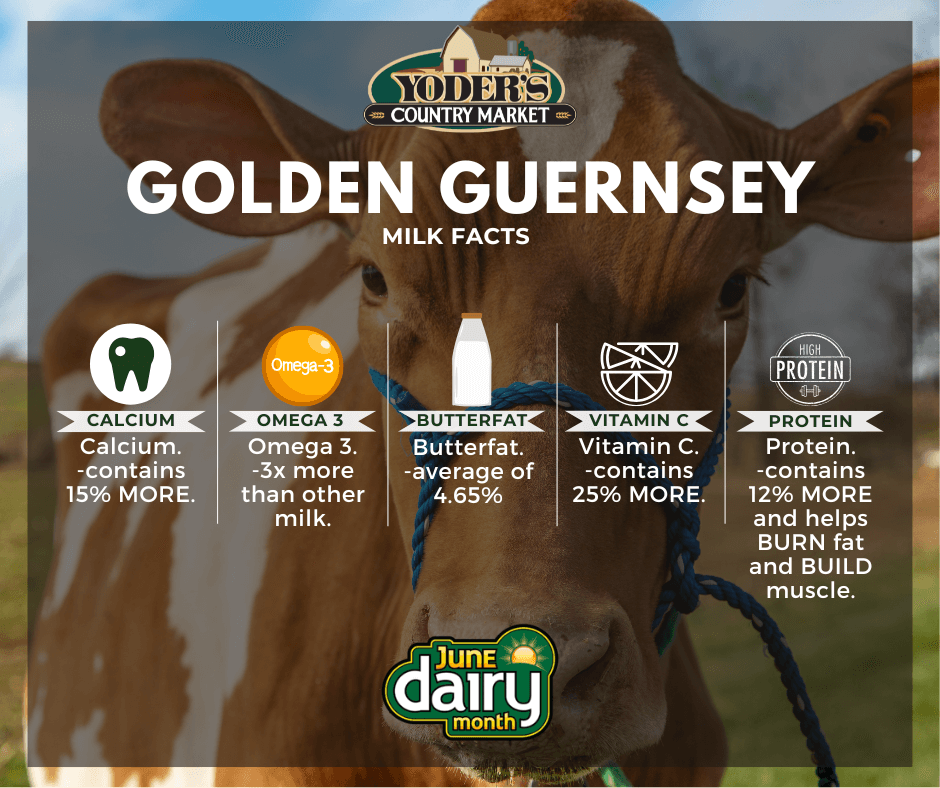 Guernsey milk facts